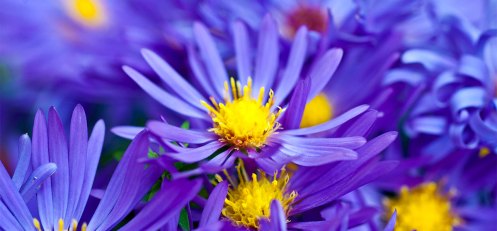 6918_top-10-most-beautiful-violet-flowers