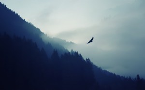animals___birds_eagle_in_the_fog_on_background_with_mountains_057742_