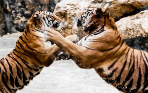 fighting-tigers